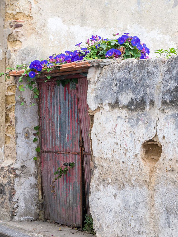 Portugal-Aveiro-Old red metal door with bright blue and pink morning glory flower vine covering abo